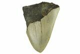 Bargain, Fossil Megalodon Tooth - Serrated Blade #295409-1